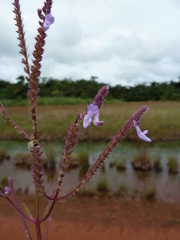 Aeollanthus pubescens