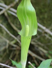 Arisaema nikoense