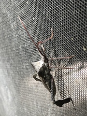 Acanthocephala declivis