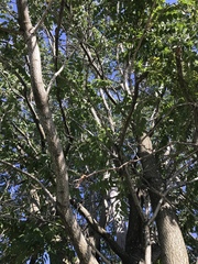 Ailanthus altissima