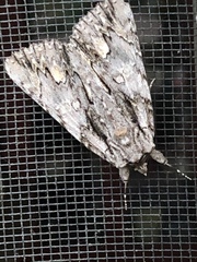 Catocala coccinata