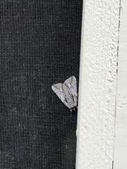 Catocala coccinata