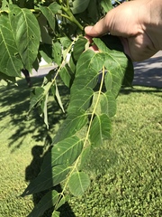 Ailanthus altissima