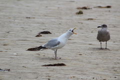 Larus argentatus