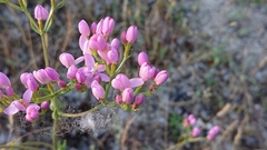 Centaurium grandiflorum