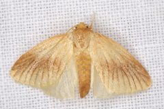 Tortricidia testacea