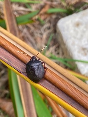 Antiteuchus mixtus