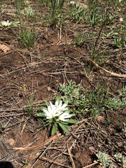 Lewisia brachycalyx