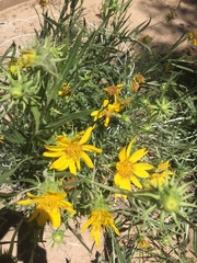 Wyethia arizonica
