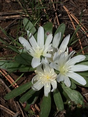 Lewisia brachycalyx