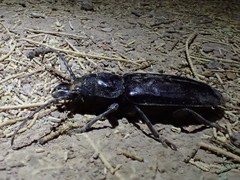 Nothopleurus lobigenis