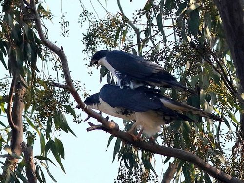 Black Sparrowhawk (Astur melanoleucus), photo 4