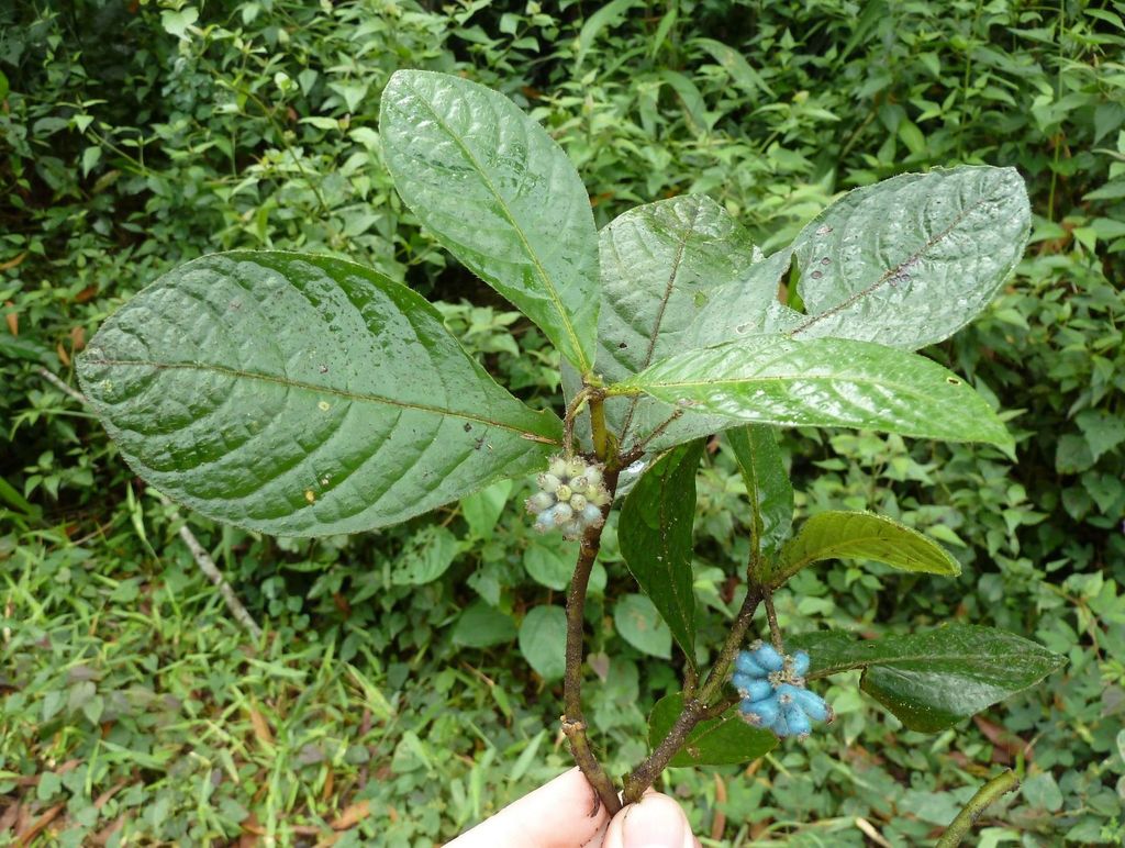 Trichostachys