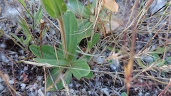 Centaurium grandiflorum