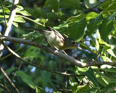 Vireo gundlachii