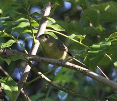 Vireo gundlachii
