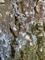 Ramalina fraxinea