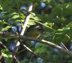 Vireo gundlachii