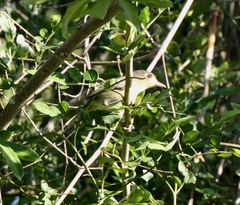 Vireo gundlachii