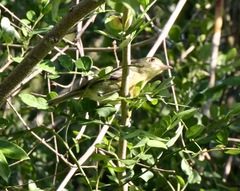 Vireo gundlachii