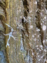 Ramalina fraxinea