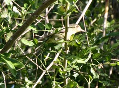 Vireo gundlachii