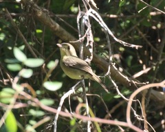 Vireo gundlachii