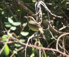 Vireo gundlachii