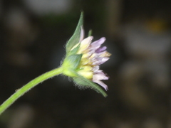 Knautia integrifolia