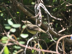 Vireo gundlachii
