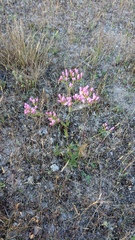 Centaurium grandiflorum