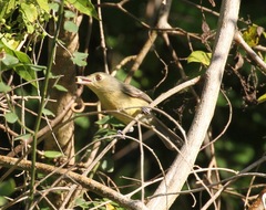 Vireo gundlachii