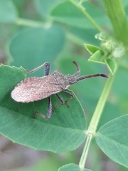 Coriomeris denticulatus