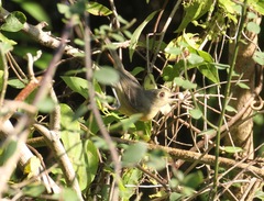 Vireo gundlachii