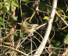 Vireo gundlachii