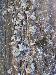 Ramalina fraxinea