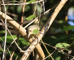 Vireo gundlachii