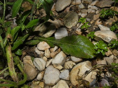Knautia integrifolia