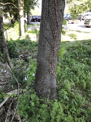Ailanthus altissima