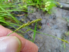 Carex bromoides