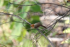 Chleuasicus atrosuperciliaris