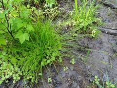 Carex bromoides