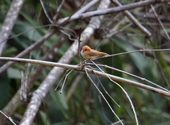 Chleuasicus atrosuperciliaris