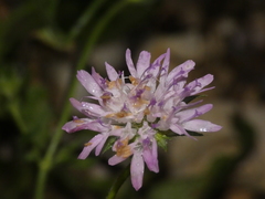Knautia integrifolia