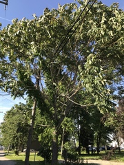Ailanthus altissima