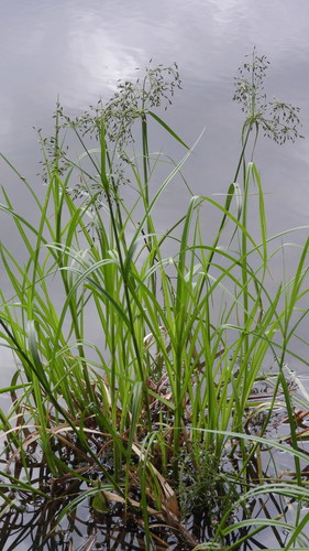 Scirpus radicans iNat (3)