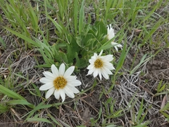 Wyethia helianthoides