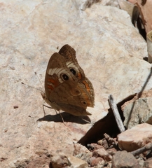 Junonia grisea