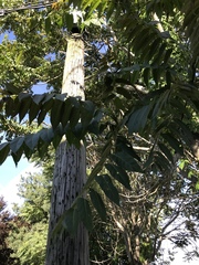 Ailanthus altissima