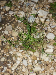 Knautia integrifolia